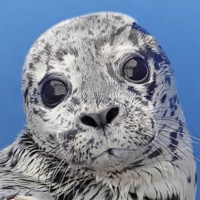 Marine Mammal Rescue
